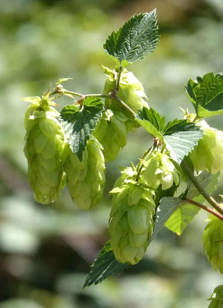 Ein Hopfenfeld in Tettnang